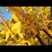 Forsythia Suspensa (fam Oleacees) (Chine) (01)